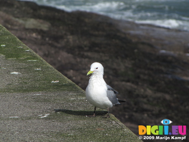 SX02974 Gull on Dunmore East harbour wall - Kittiwake (Rissa Tridactyla)